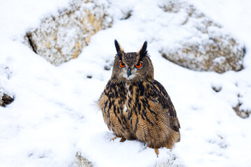 Fluffy owl in winter. Eurasian eagle owl, Bubo bubo, perched on snowy rock in snowfall. Beautiful large owl with orange eyes. Wildlife winter nature. Hunting bird in rocky area. Owl in natural habitat