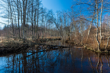 Tree fell over the river in sunny spring day.