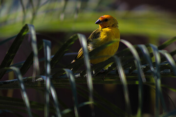 Bird Nature Green Tree Yellow