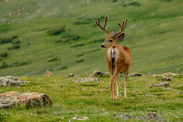 Naklejka na ściany i meble Velvet Mule Deer Looks Back From The Green Tundra