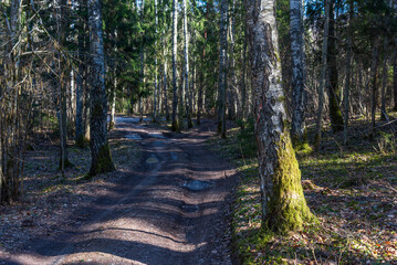 Fototapeta premium Country road in forest with trees and ice in sunny spring day. The road splits into two.