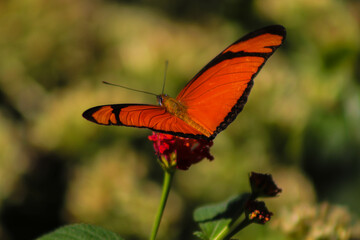 orange butterfly in nature