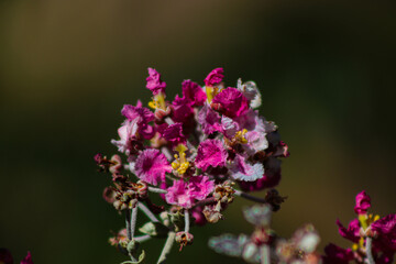 Fototapeta na wymiar Pink flower in green nature