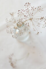 White photo 2, fennel flowers, view from above, fragility and delicacy.
