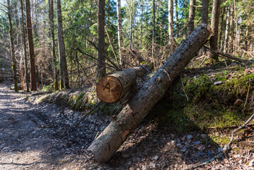Fototapeta premium Sawn tree who fell over a forest road in sunny spring day.