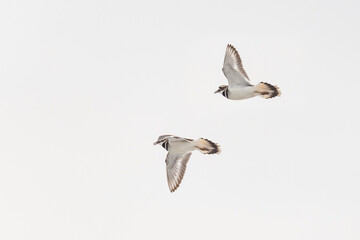 killdeer (Charadrius vociferus) in flight