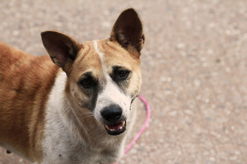 portraits of an old  homeless dog