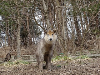 ニホンカモシカ