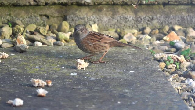 ose up of a dunnock (Prunella modularis) feeding on scattered food on patio garden stones 