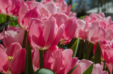 Fototapeta premium Pink Tulips in Spring