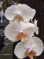 Yellow Moth Orchid on The Morning	
