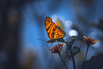 Beautiful butterfly on a sunny winter day.
