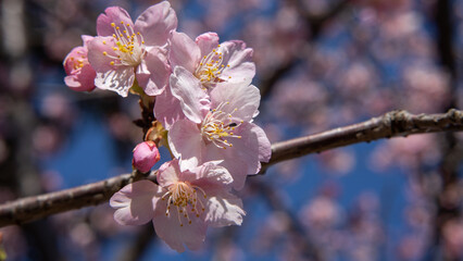 日本で咲き始めた桜の花とつぼみ