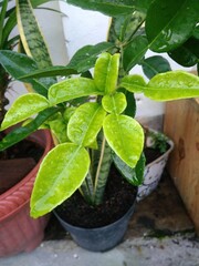 Nature Young Lemons Leaf in The Tree With Water Droplets