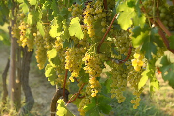 Fototapeta premium Weinberg mit dicken, reifen Reben