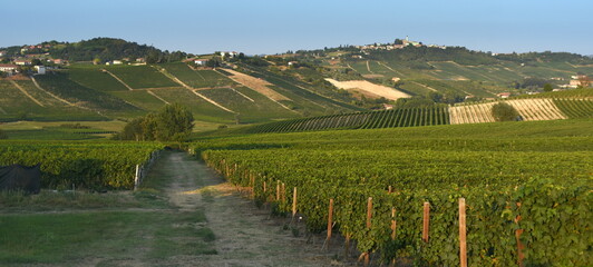 Weinstöcke auf den Hügeln des Piemont