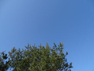 Fototapeta premium 快晴の青空