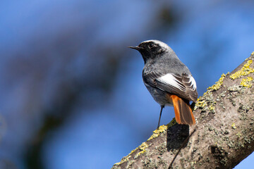 Black redstart bird, Phoenicurus ochruros, on dry branch on a blurred background
