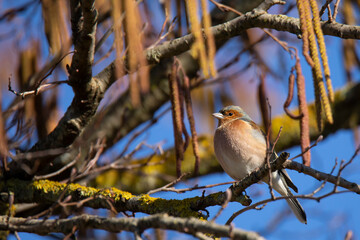  Common Chaffinch (Fringilla Coelebs) the branch of Common Hazel tree  in spring