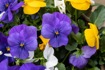Pansy flowers in a flower bed on a sunny day. Robust and blooming. Garden pansy with purple, yellow and white petals. Hybrid pansy. Viola tricolor pansy in flowerbed.