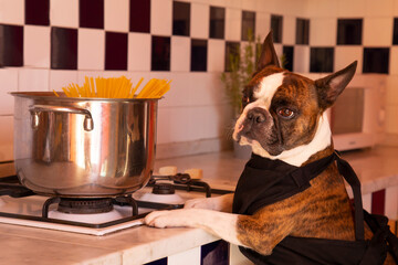 Funny Boston Terrier cooking spaghetti in a large pot in the kitchen. Humorous photography , dogs acting like humans .