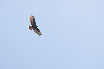 buzzard bird at the moment of hunting, against the background of the blue sky