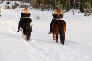 Two Icelandic horses with female riders during sunset. Brown and black and white horse. Riders wearing helmet.