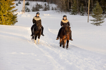 Two Icelandic horses with female riders during sunset. Brown and black and white horse. Riders wearing helmet.