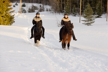 Two Icelandic horses with female riders during sunset. Brown and black and white horse. Riders wearing helmet.