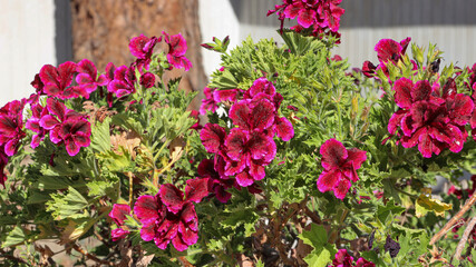Fototapeta na wymiar Flowers (Black Red Geranium) in garden