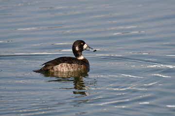 Female Greater Scaup duck on lake