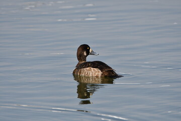 Female Greater Scaup duck on lake