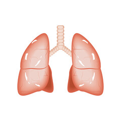 lungs human body