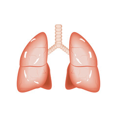 lungs human body