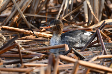 Spring scene of a female Red Breasted Merganser duck in reeds along edge of lake