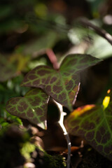 naturaleza al natural plantas