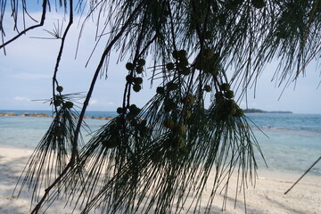 She-oak tree or Australian pine on the beach