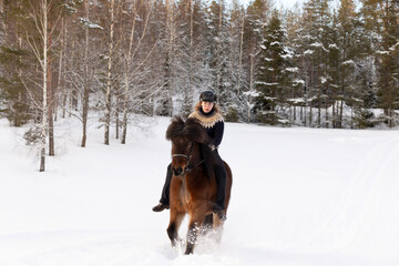 Icelandic horse ride in deep snow. Female rider with Icelandic sweater and helmet.
