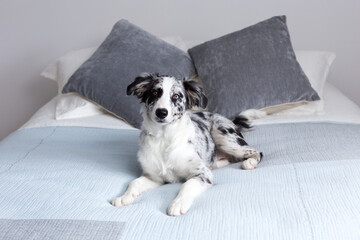 Selective focus horizontal portrait of cute female merle border collie puppy lying down on bed looking up with a curious expression