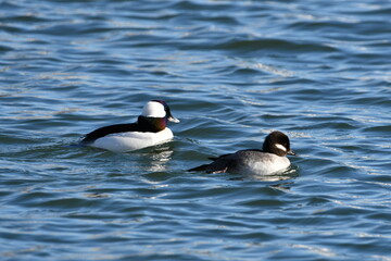 Male and female Bufflehead ducks on lake