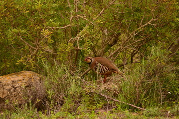 Ein Rebhuhn in freier Natur
