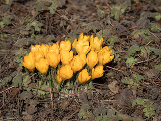 yellow crocuses in spring