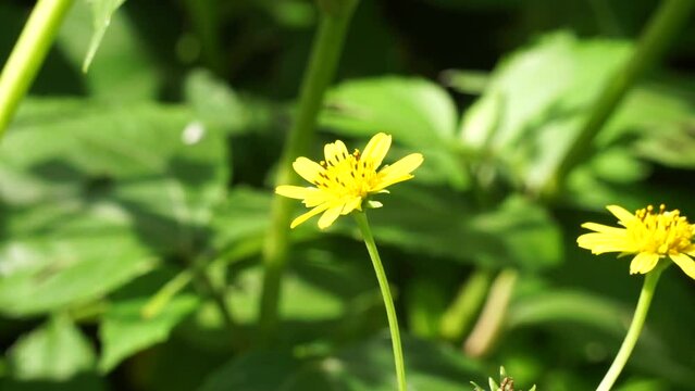 Ficaria verna (Also called Ranunculus ficaria, lesser celandine, pilewort, fig buttercup) with a natural background