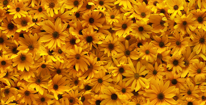 Background of bright yellow summer flowers. Full flowers wallpaper background.