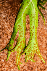 Sporangia On Staghorn Leaf