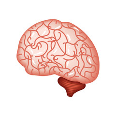brain human organ