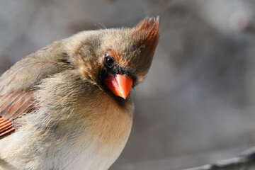 Close up of a female Northern Cardinal bird waiting for bird seed to be put out 