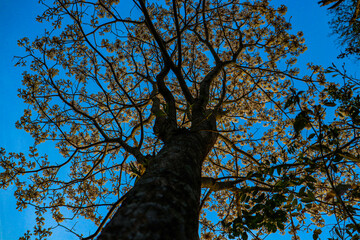 Green tree over blue sky