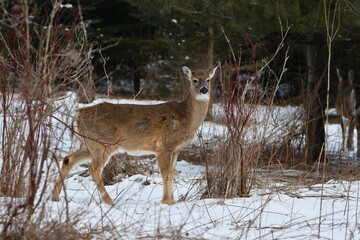 Winter scene of a White tailed deer standing in snow along edge of forest