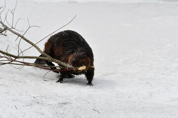Winter scene of a beaver dragging a branch through the snow